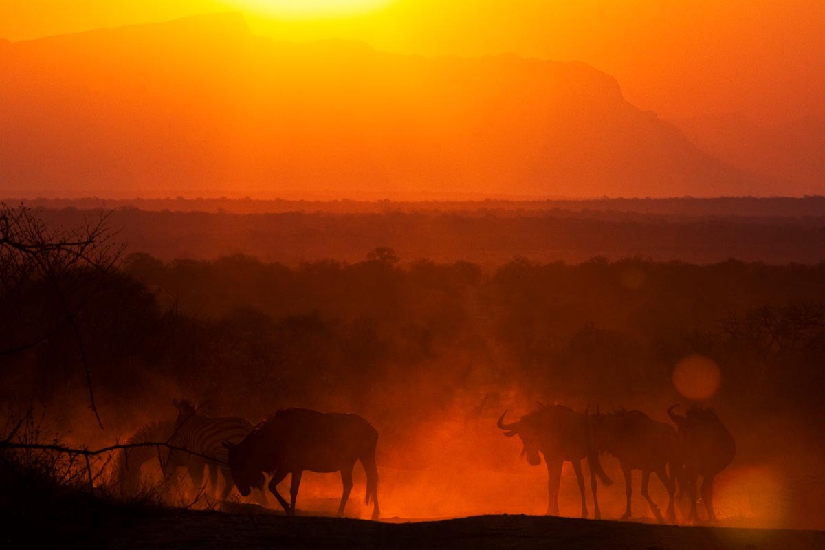 Wildebeest Sunset