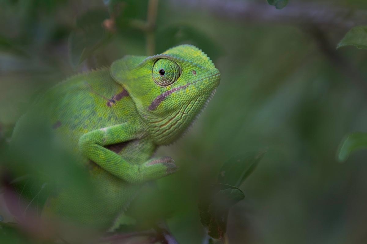 Flap-necked Chameleon