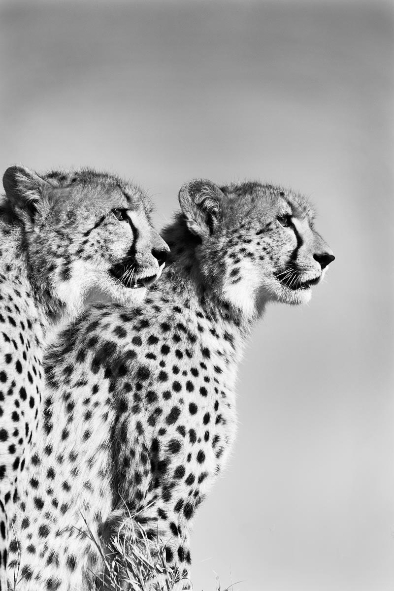 Братья гепарды